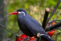 The Inca tern (Larosterna inca) closeup photo Royalty Free Stock Photo