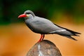 Inca Tern, Larosterna inca, bird on tree branch. Portrait of Tern from Peruvian coast. Bird in nature sea forest habitat. Wildlife Royalty Free Stock Photo