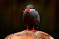 Inca Tern, Larosterna inca, bird on tree branch. Portrait of Tern from Peruvian coast. Bird in nature sea forest habitat. Wildlife Royalty Free Stock Photo