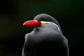 Inca Tern, Larosterna inca, bird on tree branch. Portrait of Tern from Peruvian coast. Bird in nature sea forest habitat. Wildlife Royalty Free Stock Photo