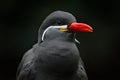 Inca Tern, Larosterna inca, bird on tree branch. Portrait of Tern from Peruvian coast. Bird in nature sea forest habitat. Wildlife Royalty Free Stock Photo