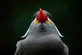 Inca Tern, Larosterna inca, bird on tree branch. Portrait of Tern from Peruvian coast. Bird in nature sea forest habitat. Wildlife Royalty Free Stock Photo