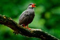 Inca Tern, Larosterna inca, bird on tree branch. Portrait of Tern from Peruvian coast. Bird in nature sea forest habitat. Wildlife Royalty Free Stock Photo