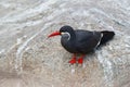 Inca Tern, Larosterna inca, bird on tree branch. Portrait of Tern from Peruvian coast. Bird in nature sea forest habitat. Wildlife Royalty Free Stock Photo