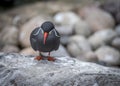Inca Tern Larosterna inca Royalty Free Stock Photo