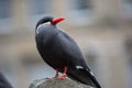 Inca Tern (Larosterna inca) tagged. Royalty Free Stock Photo