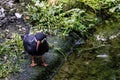 Inca tern Larosterna inca with uniquely plumaged Royalty Free Stock Photo