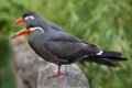 Inca tern Larosterna inca Royalty Free Stock Photo