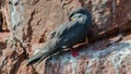 Inca tern Larosterna inca Royalty Free Stock Photo