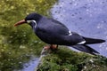 Inca tern Larosterna inca with uniquely plumaged Royalty Free Stock Photo