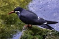 Inca tern Larosterna inca with uniquely plumaged Royalty Free Stock Photo