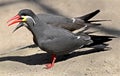 Inca tern 1