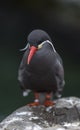 An Inca Tern, perched on a rock