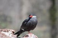 Inca Tern with Red Legs on A Rock Royalty Free Stock Photo