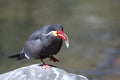 Inca Tern Seabird Eating a Fish on a Rock Royalty Free Stock Photo