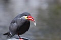 An Inca Tern Snacking on a Small Fish Royalty Free Stock Photo