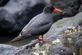 Inca Tern (South America) (Generative AI)