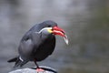 Inca Tern Standing on a Rock Eating a Fish Royalty Free Stock Photo