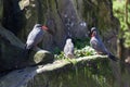 Inca Terns Larosterna inca and Chick