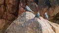 Inca terns Larosterna inca Royalty Free Stock Photo
