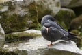 Inca Terns