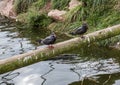 Inca Terns