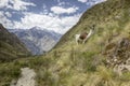 Inca trail Llama Royalty Free Stock Photo