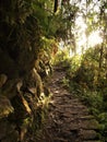 Inca trail in morning rays