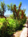 Olde Village Inca Trails, Country side of Peru. Royalty Free Stock Photo