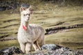 The inca Trail, Peru - An Alpaca  along the Inca Lares Trail to Machu Picchu in the Andes Mountains Royalty Free Stock Photo