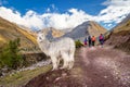 The Inca Trail, Peru - Alpaca Watching Locals and Hikers Pass by along the Inca Lares Trail to Machu Picchu in the Andes Mountains Royalty Free Stock Photo