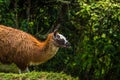 Inca Trail, Peru - August 03, 2017: Llamas on the Inca Trail, Pe Royalty Free Stock Photo