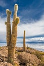 Incahuasi island, Salar de Uyuni, Bolivia Royalty Free Stock Photo