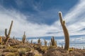 Incahuasi island, Salar de Uyuni, Bolivia Royalty Free Stock Photo