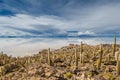 Incahuasi island, Salar de Uyuni, Bolivia Royalty Free Stock Photo