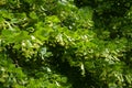 Incalculable flowers in the leafage of linden tree in June Royalty Free Stock Photo