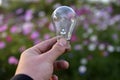 Incandescent lamp in hand on the background of flowers in the garden