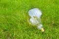 An incandescent light bulb in the green grass. Energy saving concept. A close-up. An idea Royalty Free Stock Photo