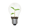 Incandescent light bulb with planat as filament Royalty Free Stock Photo