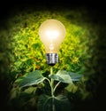 Light bulb Royalty Free Stock Photo