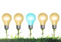 Light bulb Royalty Free Stock Photo