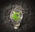 Incandescent light bulb with plant Royalty Free Stock Photo