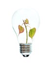 Incandescent light bulb with a tree Royalty Free Stock Photo