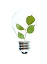 Incandescent light bulb with a tree shoot Royalty Free Stock Photo