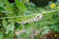 An Incapacitated Tomato / Tobacco Hornworm as host to parasitic braconid wasp eggs