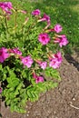 Incarvillea delavayi flowers