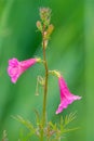 Incarvillea sinensis Royalty Free Stock Photo