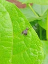 Incect, fly, leaf, Royalty Free Stock Photo