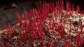 Incense in an ash pot and have space for write wording