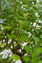 Incense bush iboza riparia green leaf leaves aromatic